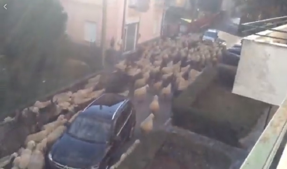Invasione di pecore ad Albate VIDEO
