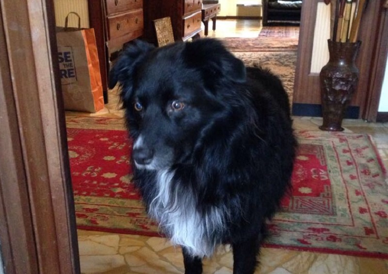 Adottato cane che vegliò la padrona morta STORIE DEL 2017