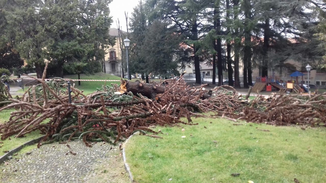 Crolla albero nel parco di villa Calvi FOTO
