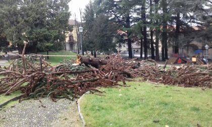 Crolla albero nel parco di villa Calvi FOTO