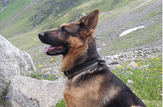 Thor è scomparso, l’appello dei padroni