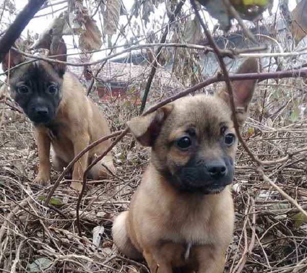 Cani abbandonati cercano una nuova casa