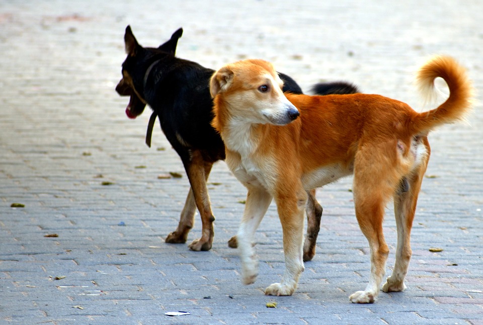 Due cani avvelenati nella loro casa