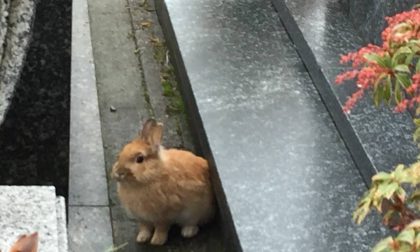 Conigli nani invadono il cimitero di Lipomo