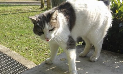 Passione animali: una gatta mascotte del Comune STORIE SOTTO L'OMBRELLONE