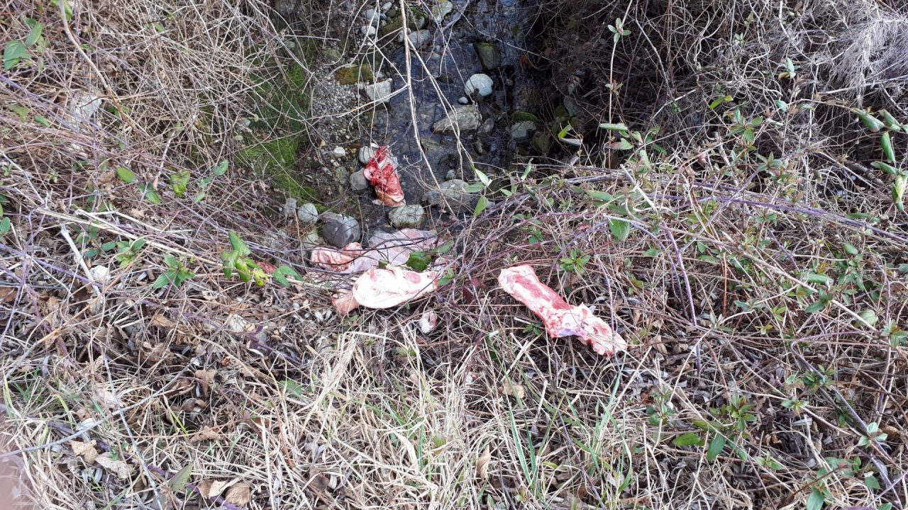 Carcasse di cinghiale nella roggia