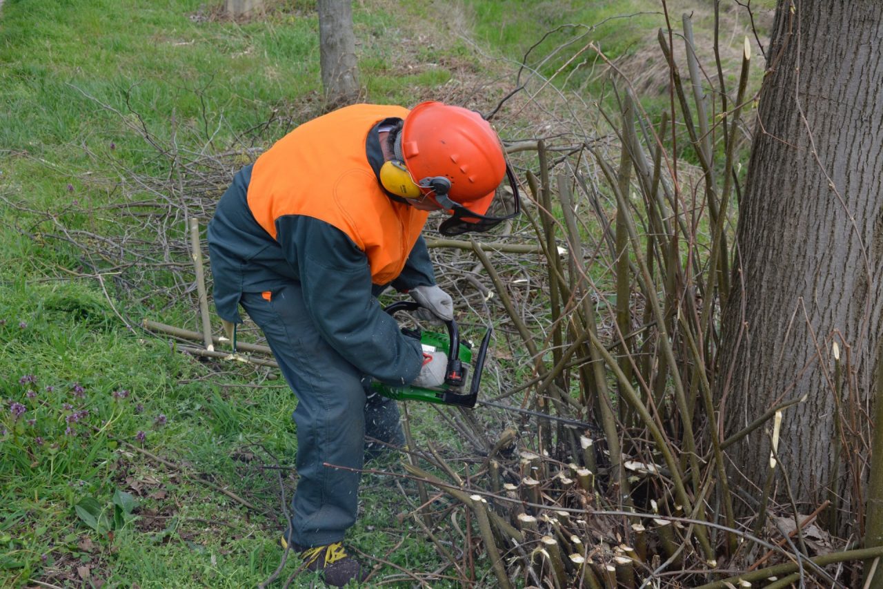 Lavori a Como domani al via la potatura degli alberi