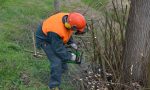 Lavori a Como domani al via la potatura degli alberi