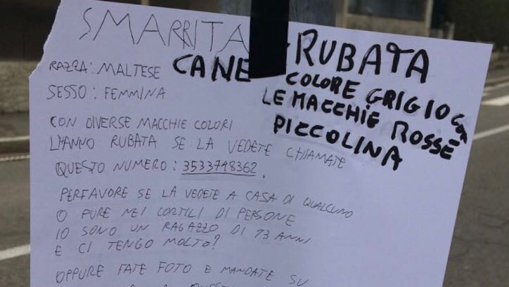 Smarrito un cane a Vighizzolo l’appello della famiglia FOTO