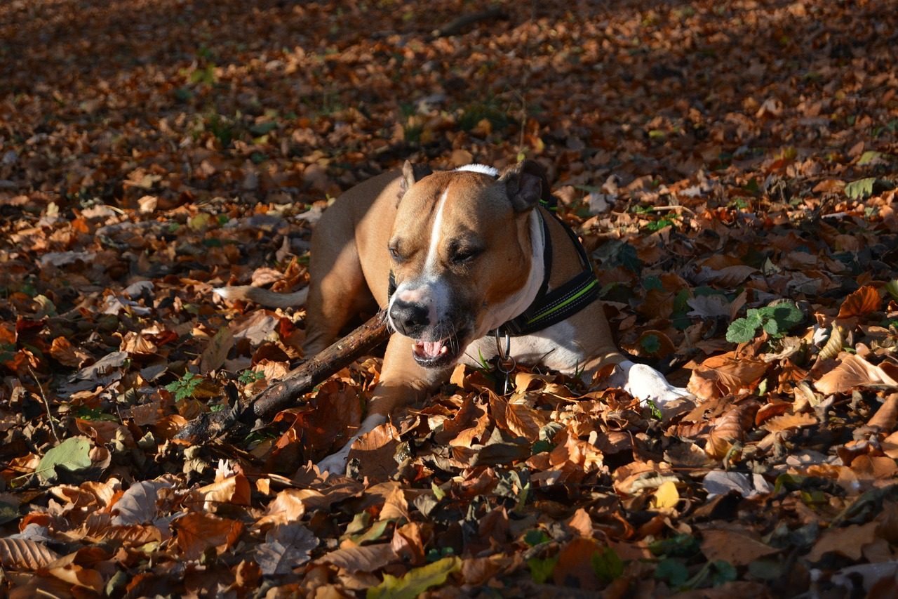 Bimba attaccata da un pitbull: Aidaa farà richiesta di affidamento del cane