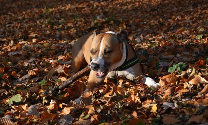 Bimba attaccata da un pitbull: Aidaa farà richiesta di affidamento del cane