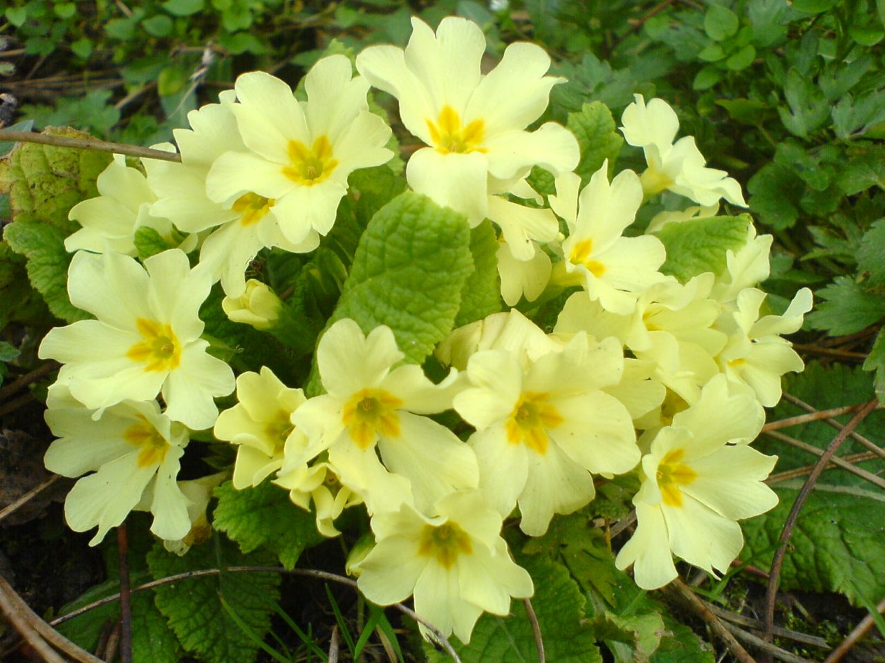 Festa della donna una primula in regalo nei mercati di Campagna Amica