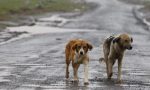 Da Mariano la denuncia: "C'è un allarme cani"