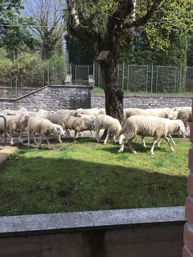 Strada occupata improvvisamente dal gregge