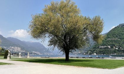 Addio definitivo alle panchine circolari nel parterre di Villa Olmo