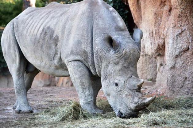 Pancho il rinoceronte bianco sbarca al Parco faunistico Le Cornelle FOTO