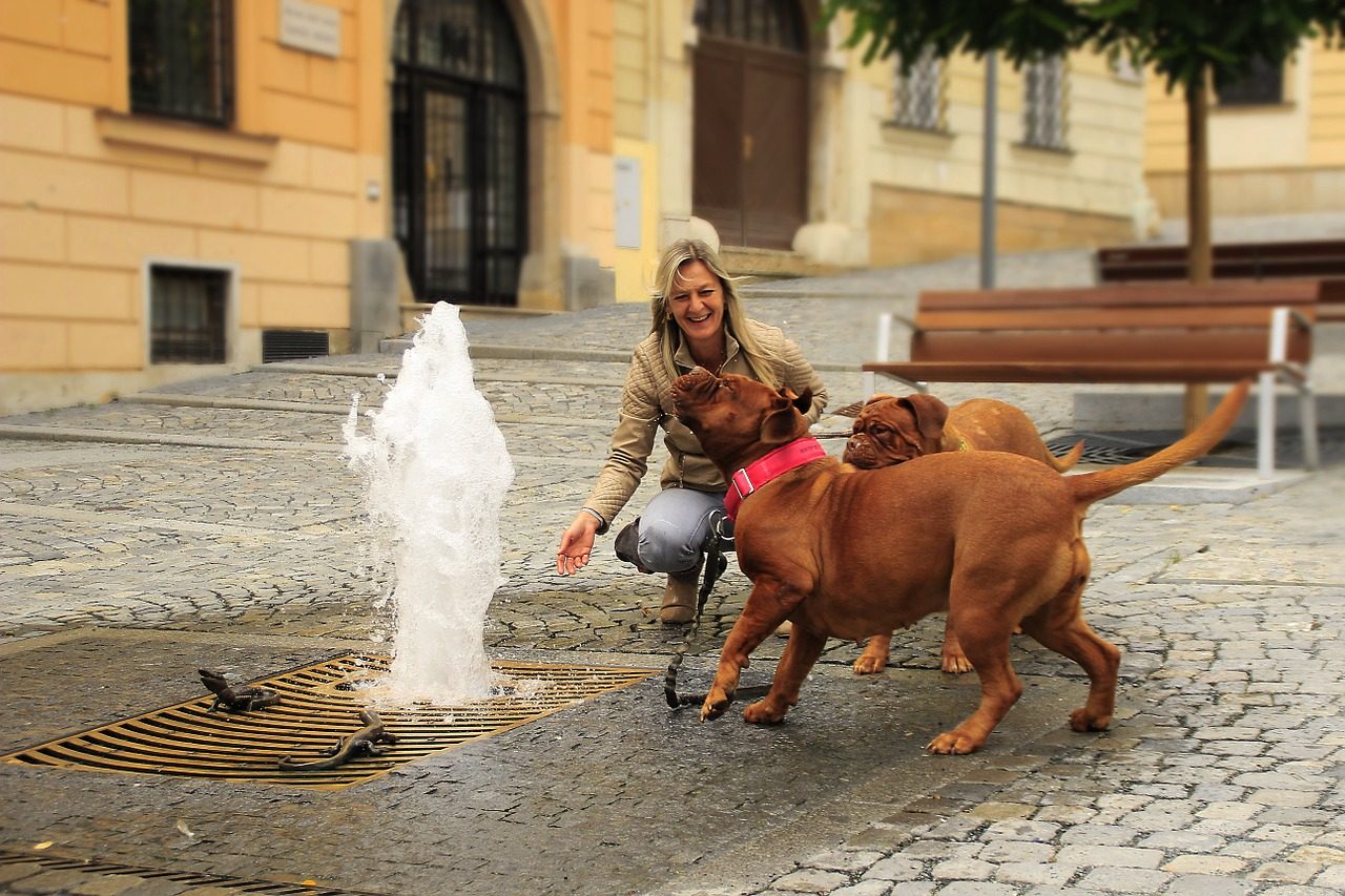 “100 cani in passerella” esposizione canina di Penta Mariano