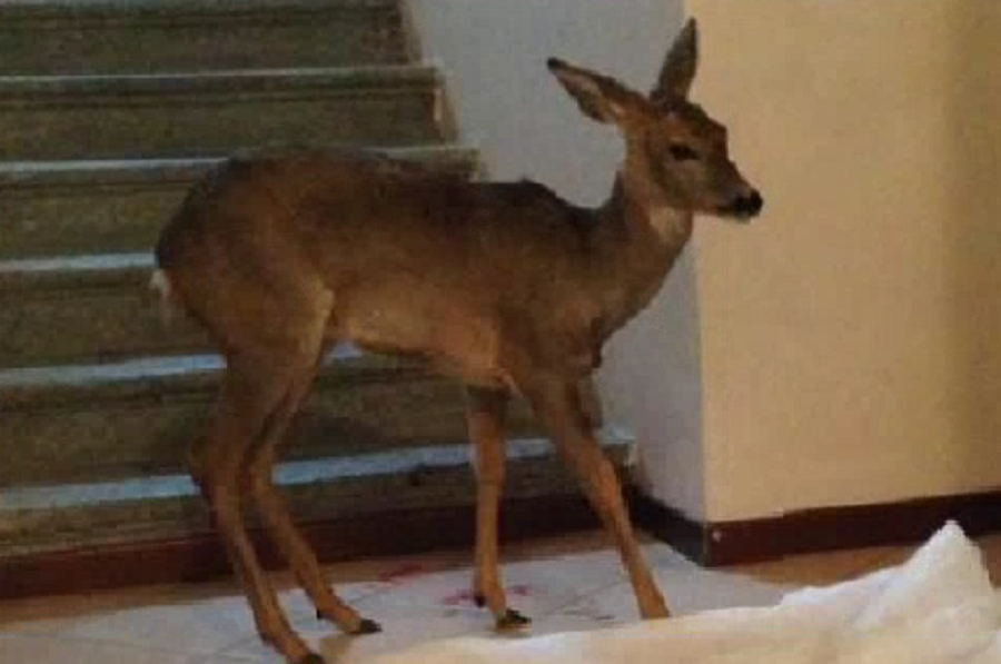 Capriolo ferito salvato dai cittadini