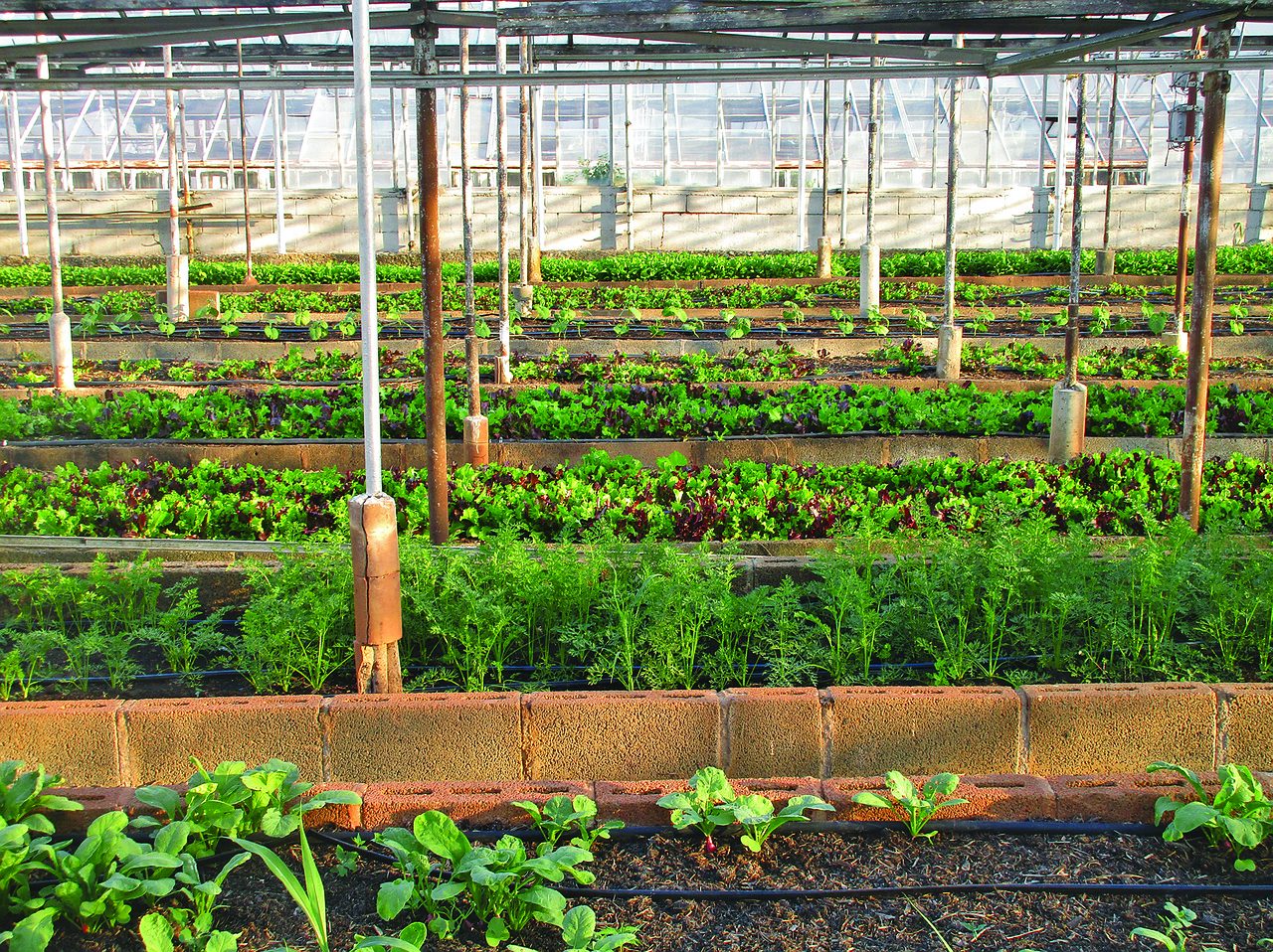 L’agricoltura a Como e Lecco è Under 40 e punta in alto