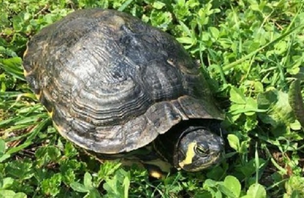 Tartaruga scomparsa alla scuola Montessori di Tavernola