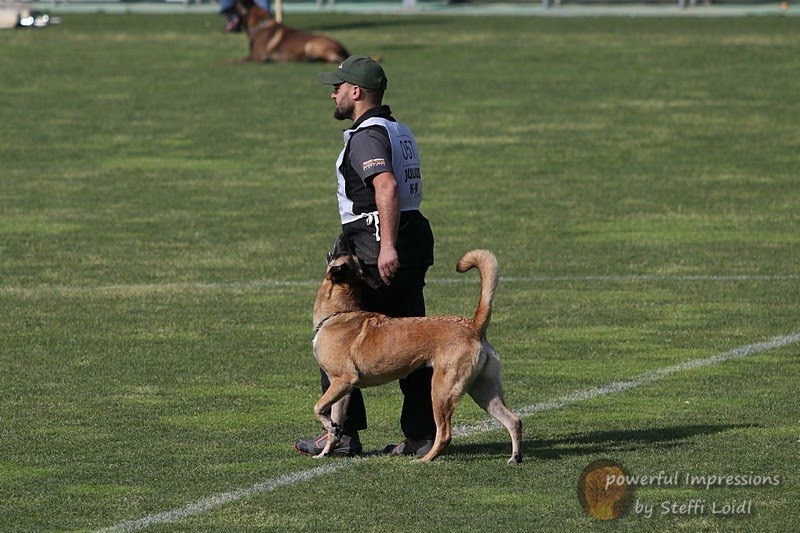 Rifiuta la proposta “indecente” da 45mila euro per il suo cane