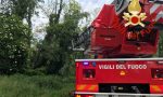 Alberi pericolanti intervengono i Vigili del Fuoco FOTO