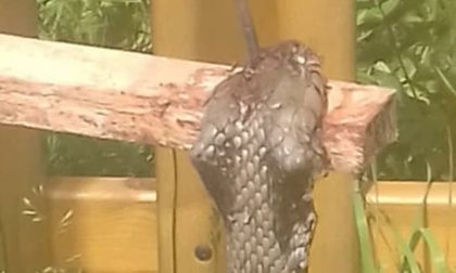 Serpente ucciso e inchiodato fuori dal parchetto