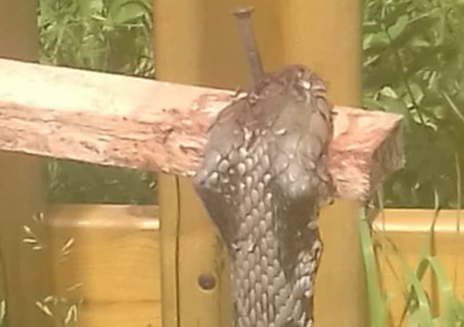 Serpente ucciso e inchiodato fuori dal parchetto