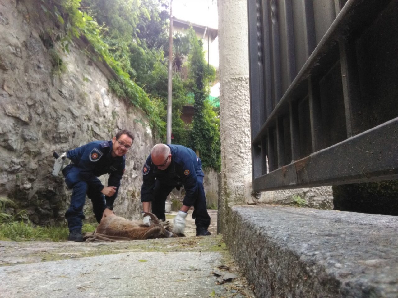 Muflone nel giardino della scuola, salvato da Vigili del fuoco e Polizia locale