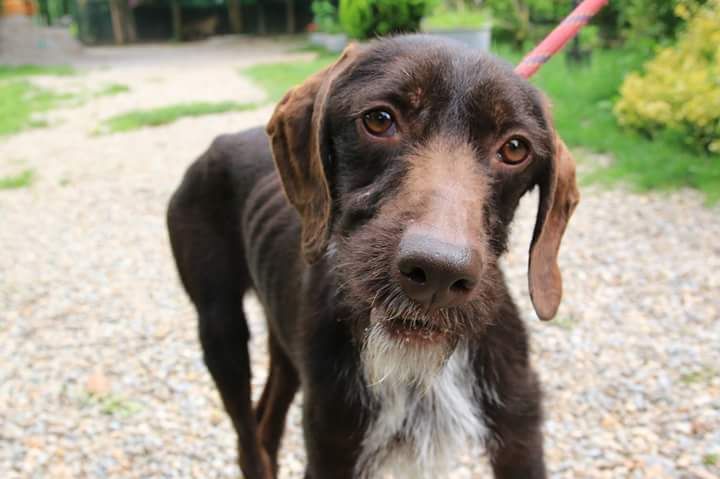 Cani e gatti abbandonati cercano casa FOTO
