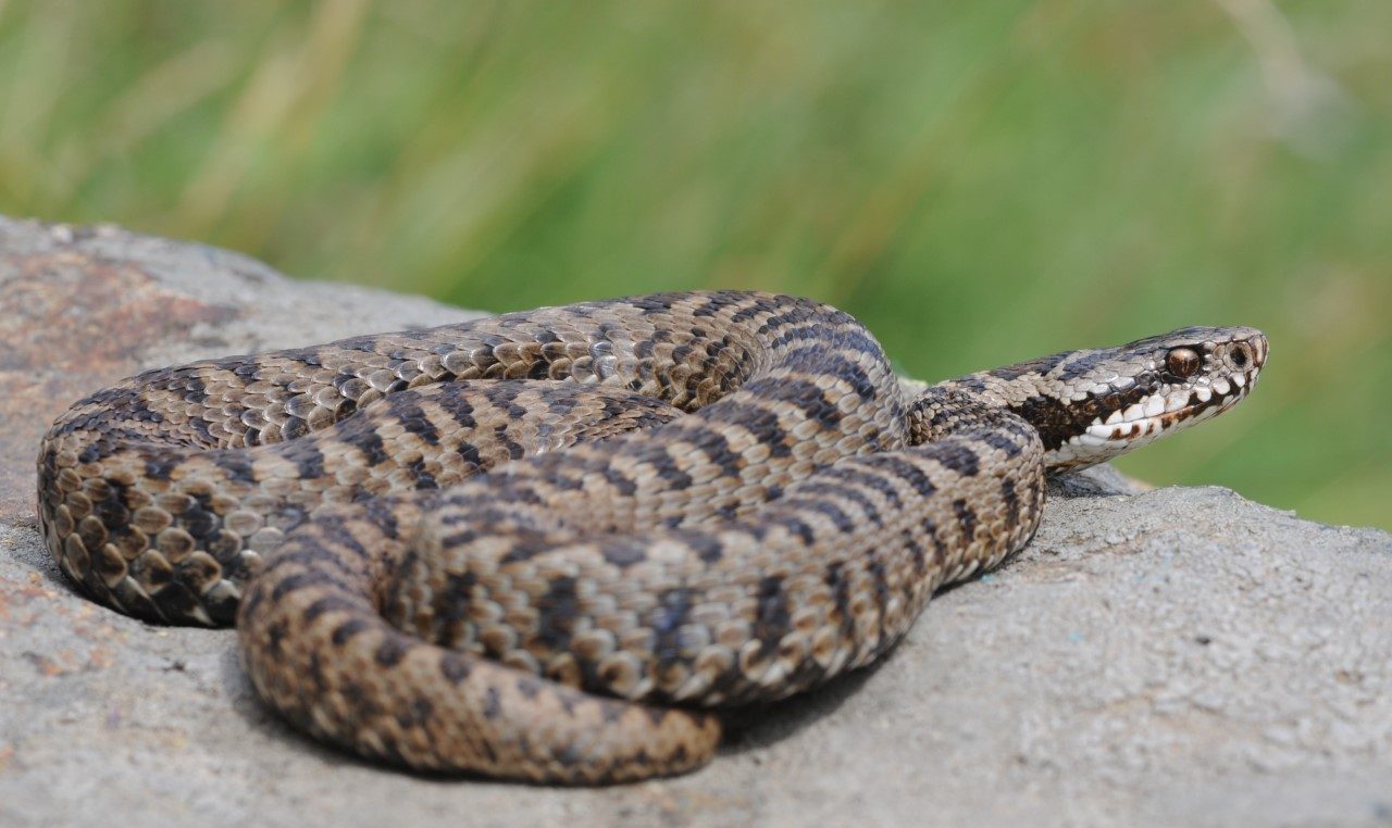 Morso vipera finisce al Pronto soccorso