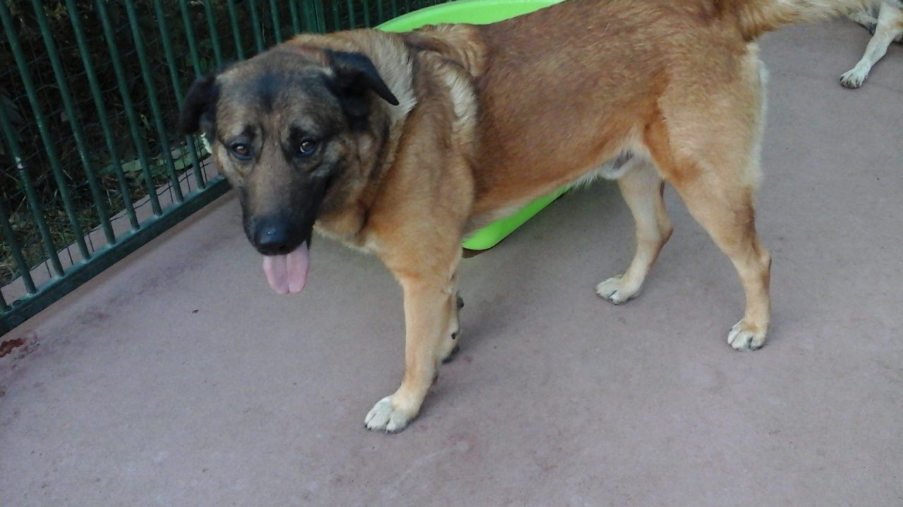 Adotta un cane, al canile di Olgiate c’è Zucchero