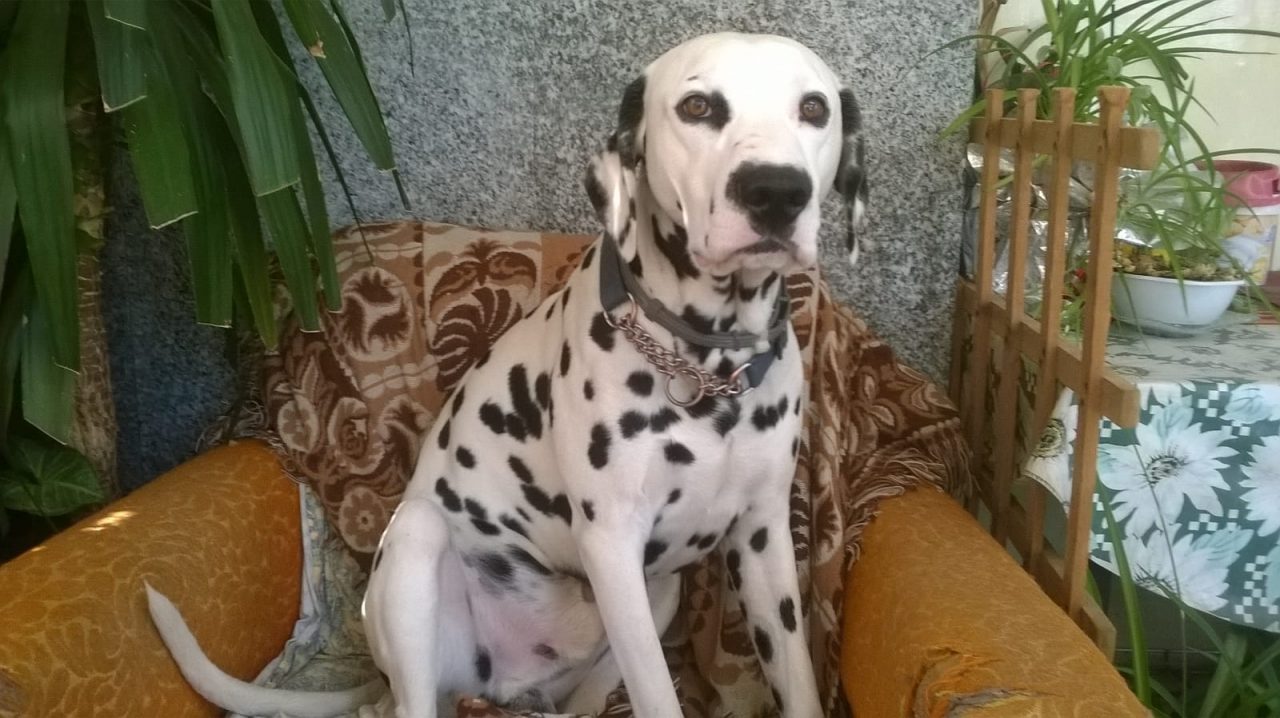 Il padrone è morto, cane cerca casa FOTO