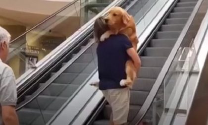 Il cane Google ha paura delle scale mobili e diventa virale sul Web VIDEO