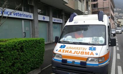 Guasto per l'ambulanza veterinaria