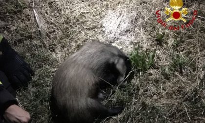Vigili del fuoco salvano un tasso