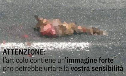Volpe travolta sulla strada a Valmorea