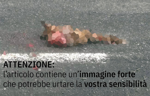 Volpe travolta sulla strada a Valmorea