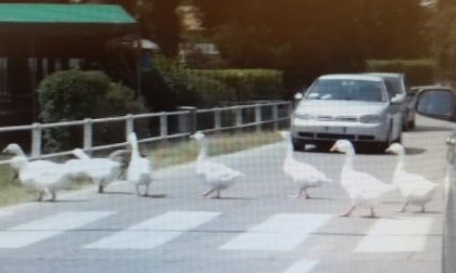 Educazione stradale l'esempio degli animali VIDEO