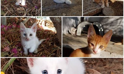 Emergenza felina, la gattara salva i cuccioli del resort greco. Al via la raccolta fondi