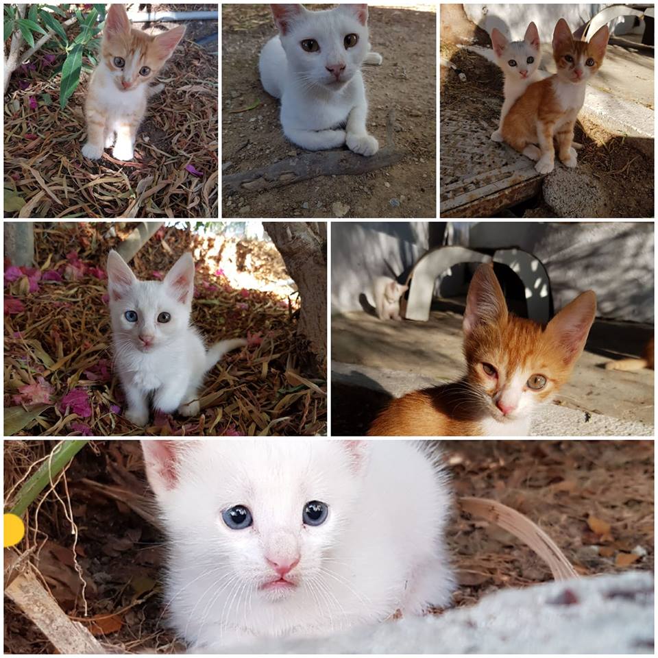 Emergenza felina, la gattara salva i cuccioli del resort greco. Al via la raccolta fondi