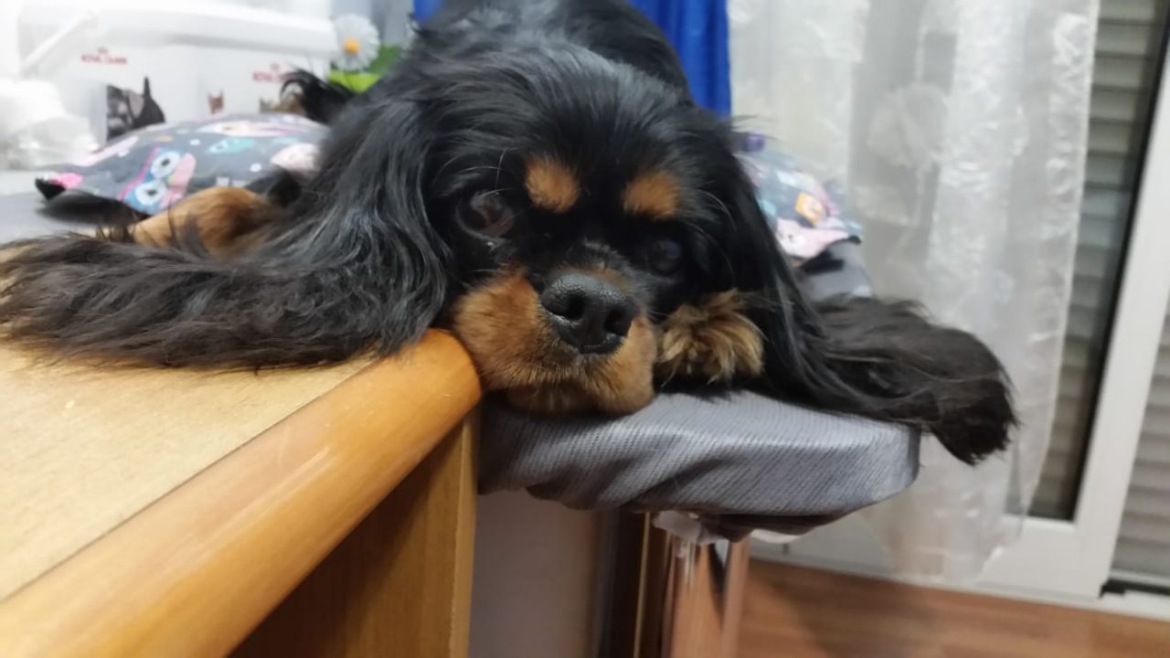 Cagnolina aggredita e uccisa nel parco sotto gli occhi della padrona