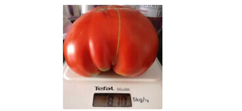 Pomodoro record ad Albavilla, pesa 870 grammi