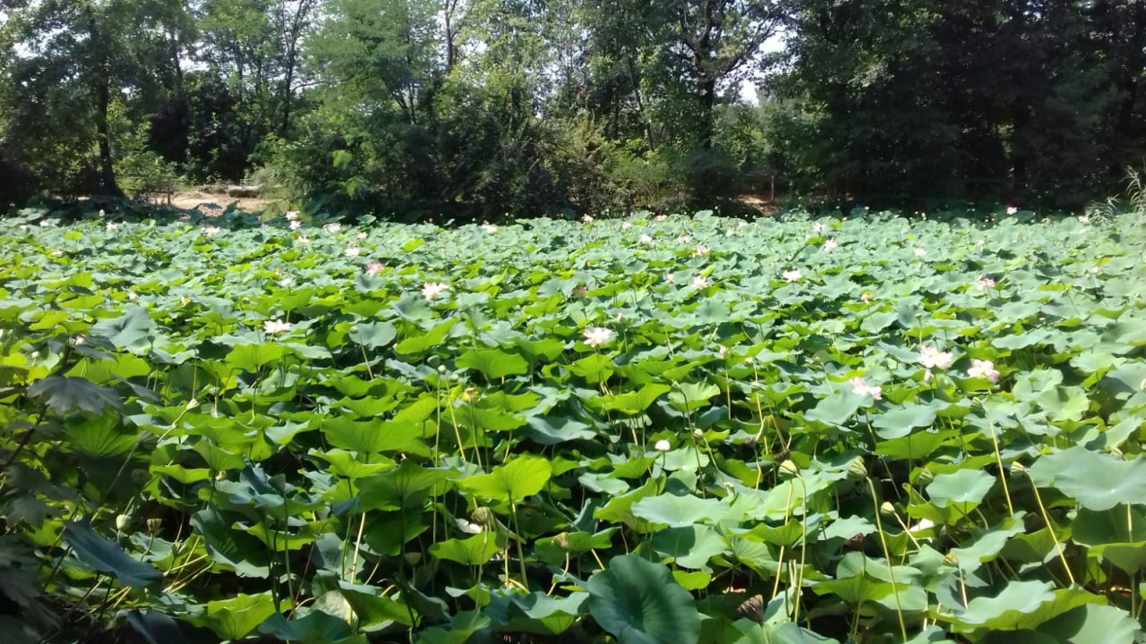 Come sta il laghetto della Mordina? Invasione fiori di loto