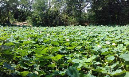 Come sta il laghetto della Mordina? Invasione fiori di loto