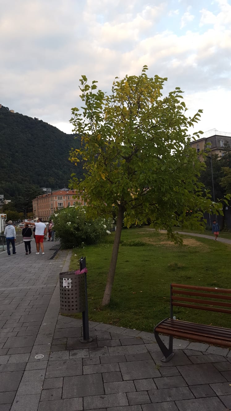 passeggiata amici di como