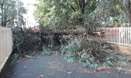 Bufera sul Comasco: sradicata una pianta alle scuole di Cermenate FOTO