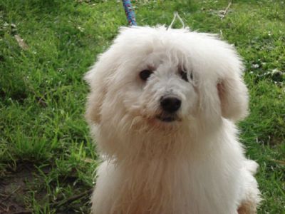 Non dormono da due anni per un cane che abbaia