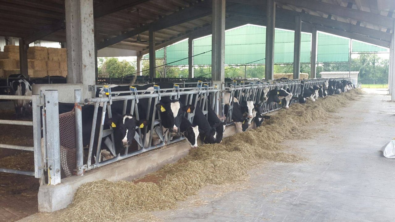 Mucche stressate per l’afa cala la produzione di latte