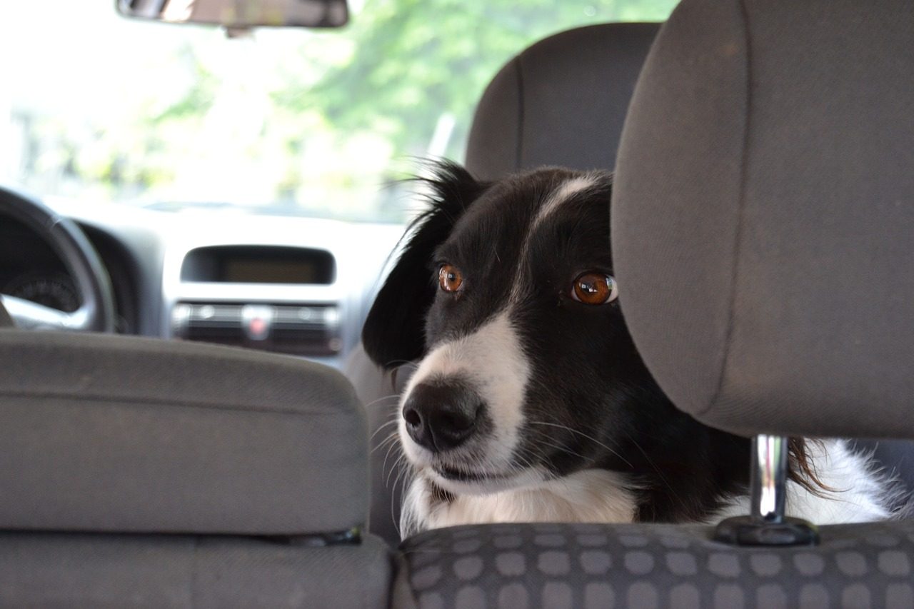Muore cane chiuso in un’auto in coda per il traghetto a Genova
